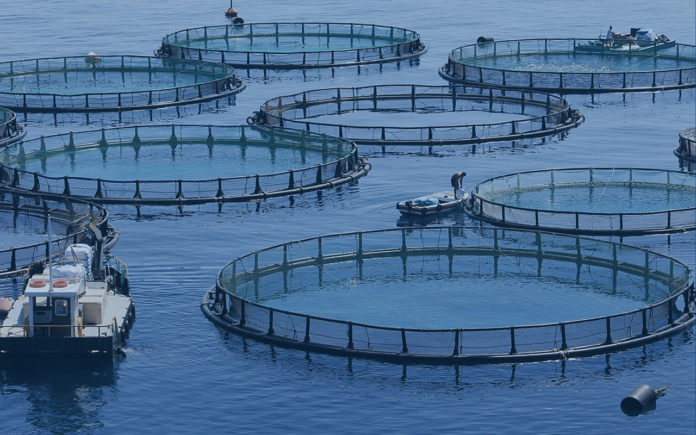 domstein-seafood-Aquakultur