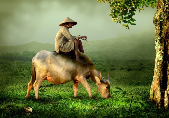 cow-519246_1280